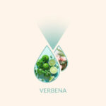 Verbenaicono
