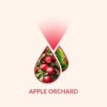 Apple Orchard