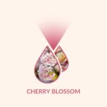 Cherry Blossom